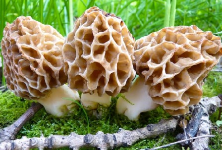    Morchella esculenta